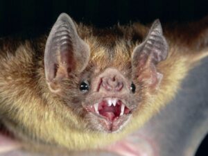 Bat Exterminator Denver Catawba Springs NC Lincoln County