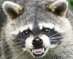 Raccoon Removal Charlotte NC Wildlife Control