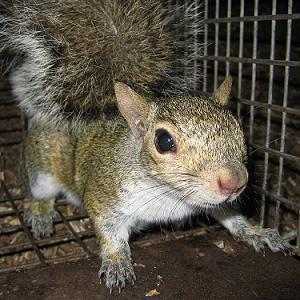 Squirrel Removal Charlotte North Carolina