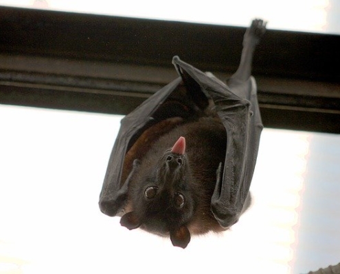 bat removal wildlife services in Winston-Salem, NC and Charlotte,NC