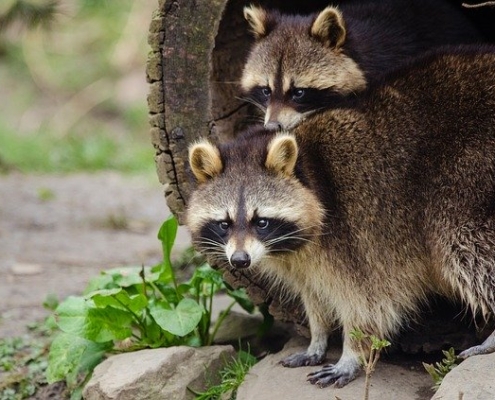 raccoon removal and wildlife control services winston-salem, NC, raccoon removal Charlotte, NC