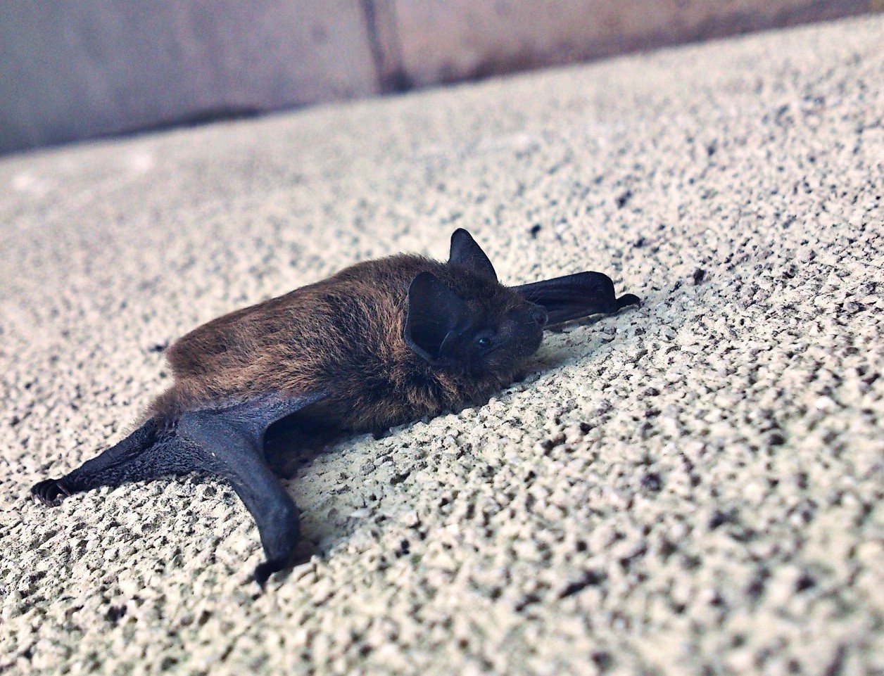 Can Bats Get Stuck In Walls? - PCA Wildlife