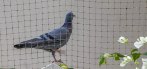 bird netting for pigeon removal