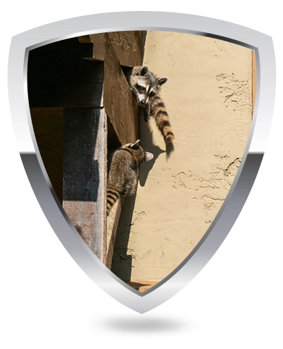 racoon removal logo