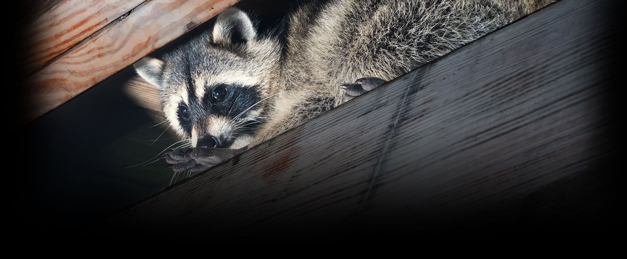 racoons in your attic