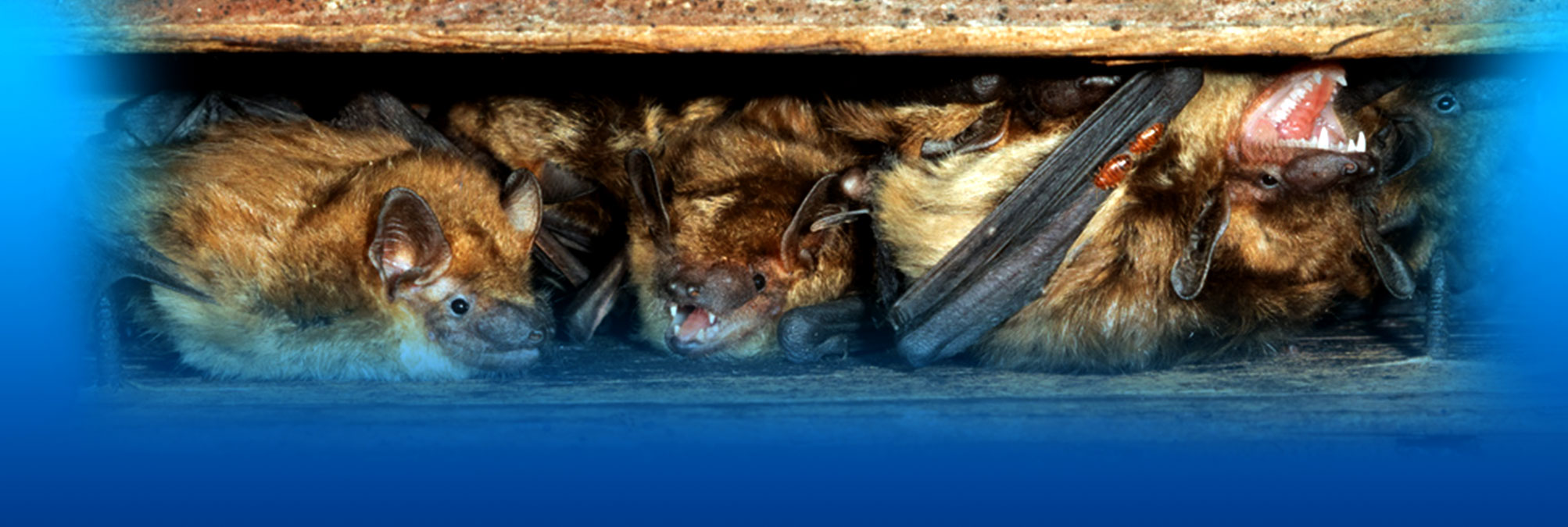 bats in attic