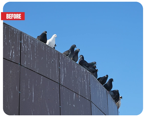 pigeon removal for your business