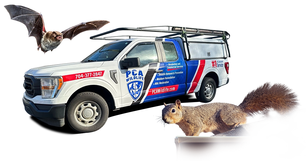 call us if you need help with squirrels