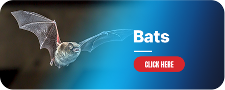 bat removal professionals Charlotte NC