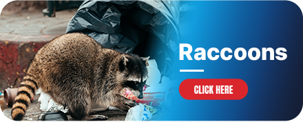 pesky racoon removal