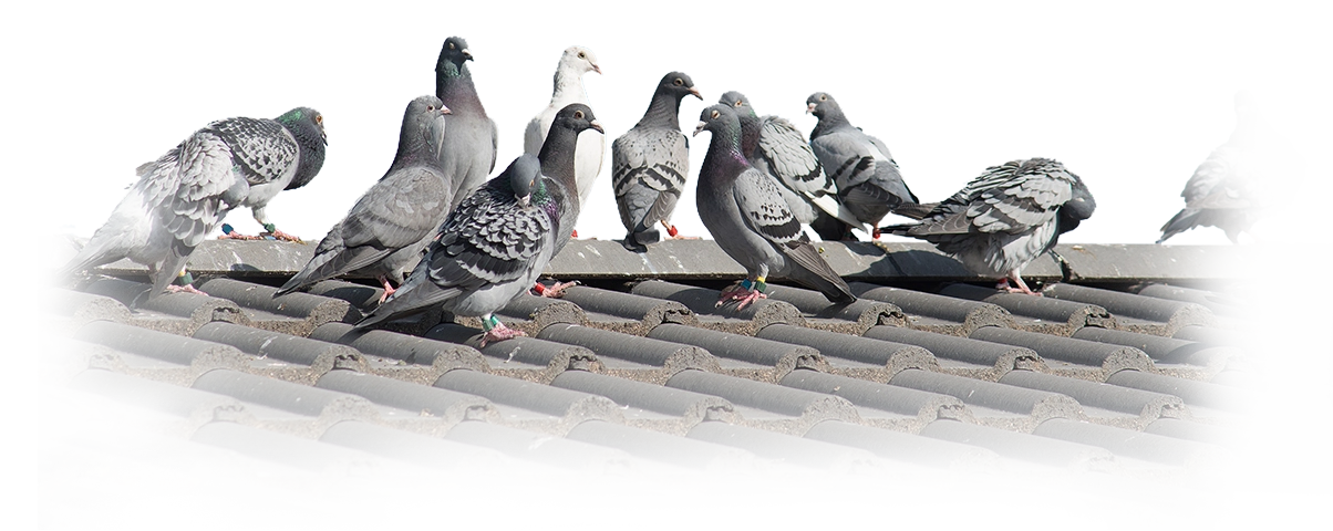 pigeon problems