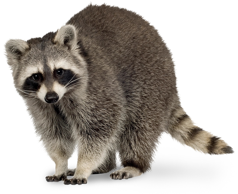 racoon removal from your business Charlotte NC