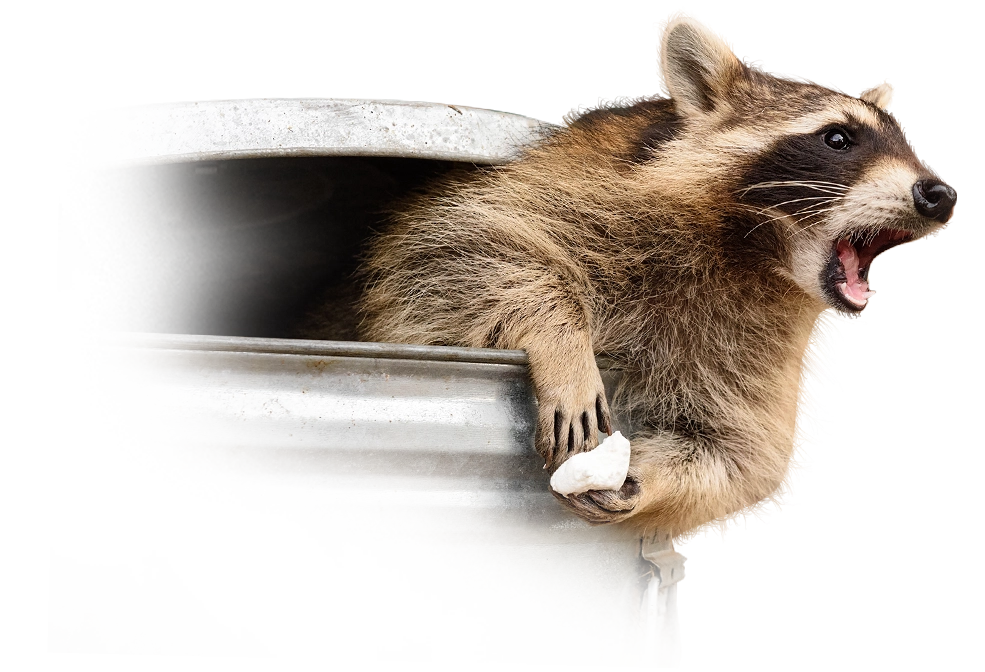 racoon removal from your business Winston SAlem NC