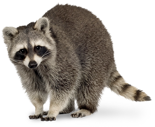 racoon removal from your home