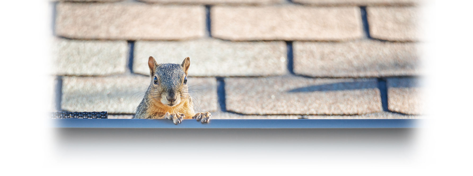 squirrels chewing into attic space