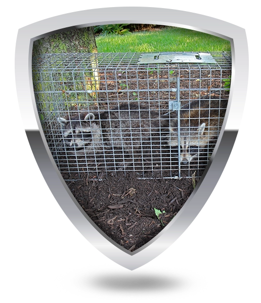 raccoon trap