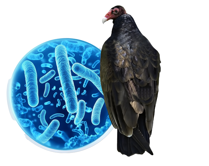 vulture diseases