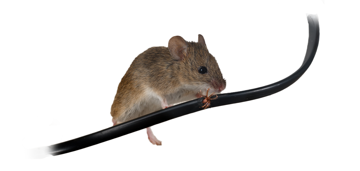 mice removal for your home or business