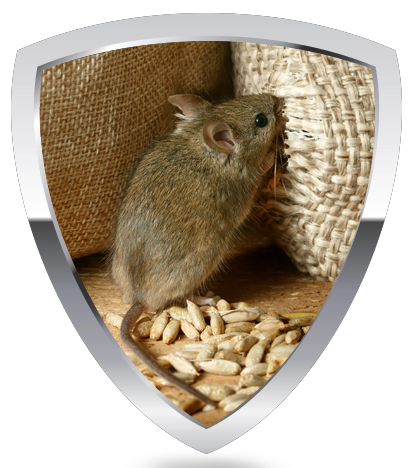 mice control and removal methods