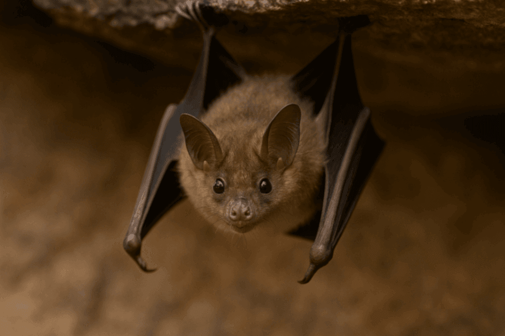 Bat hanging from a surface – PCA Wildlife offers expert bat removal and humane animal control services in Charlotte NC to keep homes safe.