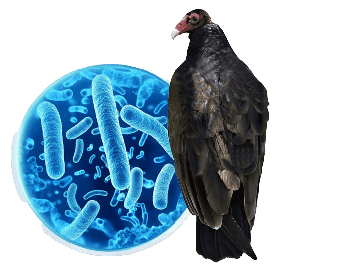 Vultures posing health risks by spreading bacteria and diseases around homes and properties.