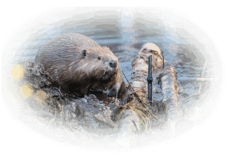 Beaver in water with logs.