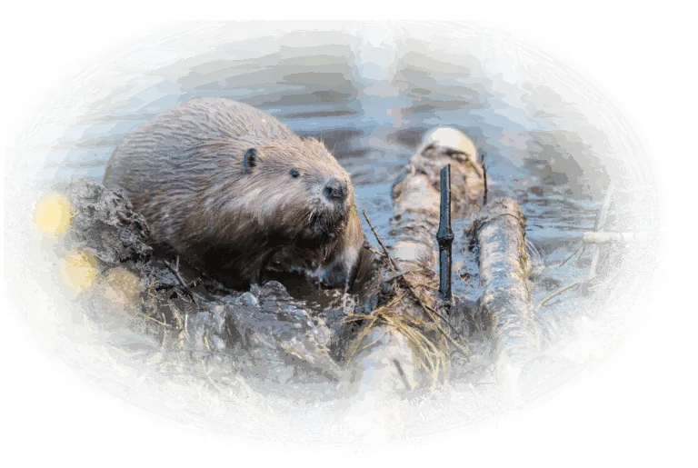 Beaver in water with logs.