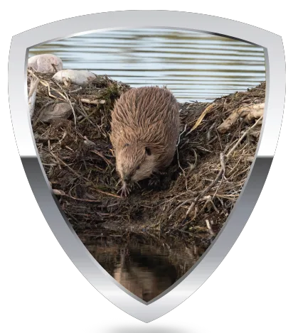 Beaver inside a shield icon – symbolizing humane beaver removal and wildlife control services.