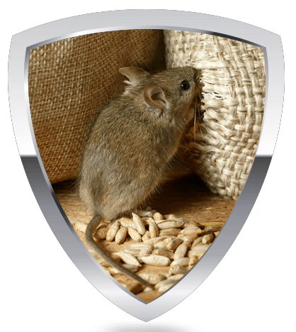 Rat eating grains spilled from a torn bag.
