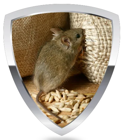 Rat eating grains spilled from a torn bag.