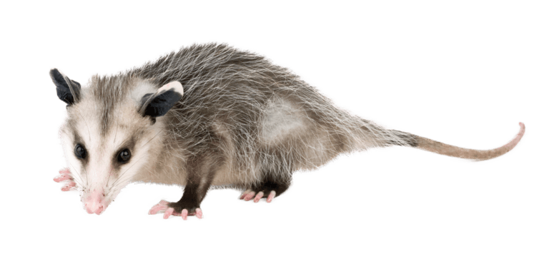 Opossum.