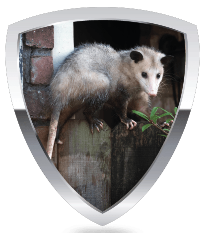 A shield and a Opossum inside.