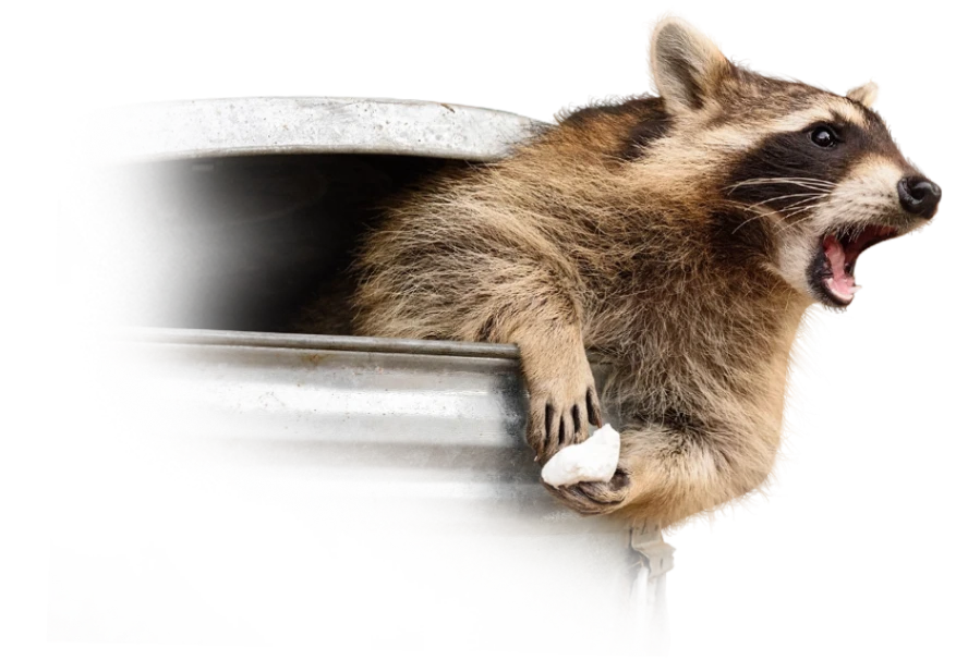 A raccoon in a can.