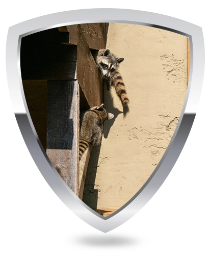 Shield logo with two raccoons inside, symbolizing wildlife protection and control.