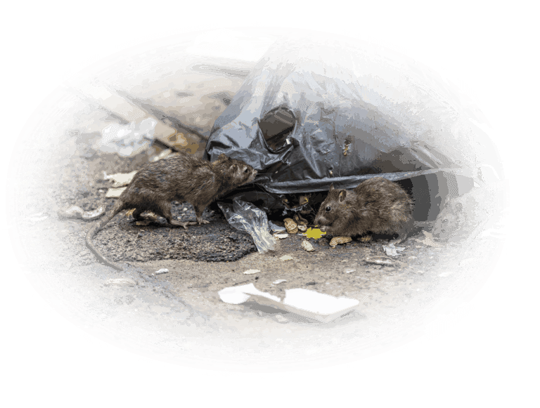 Rats scavenging around a torn garbage bag on the street.