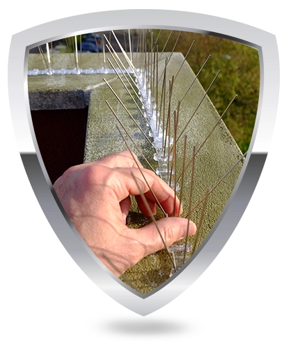 Different safe and humane methods of vulture removal to protect homes and properties.