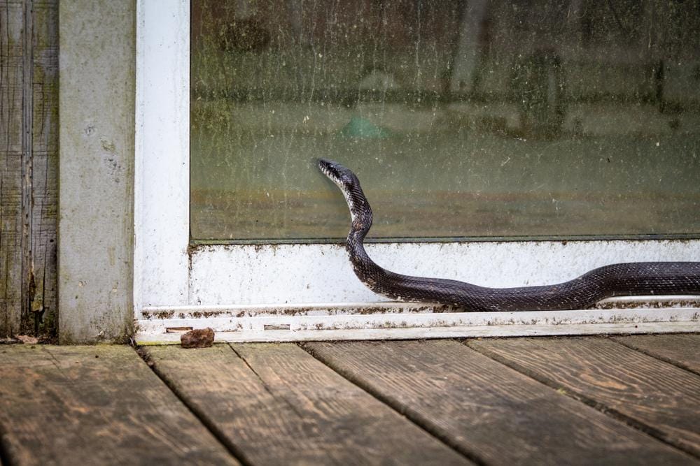 Snake near a home door, PCA Wildlife Control provides safe snake removal and professional animal control services.