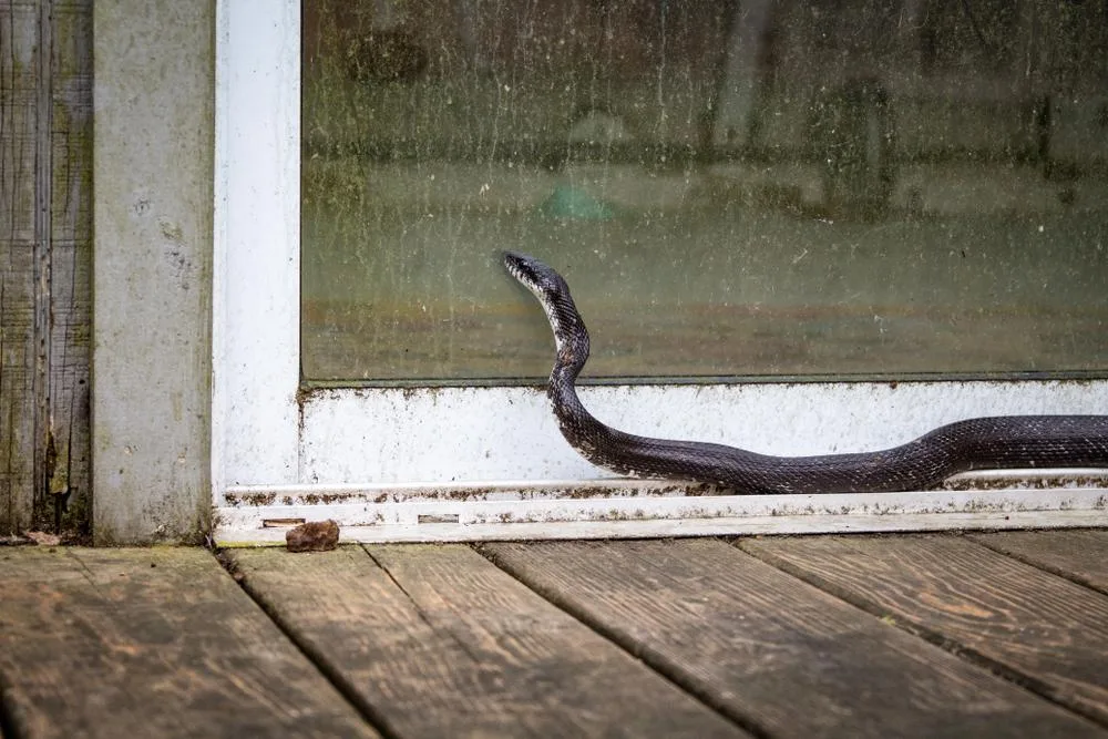 Snake near a home door, PCA Wildlife Control provides safe snake removal and professional animal control services.