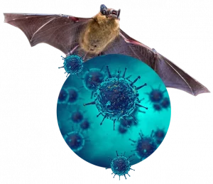Bat flying above a digital illustration of viruses, representing bat-borne diseases and wildlife risks – PCA Wildlife.