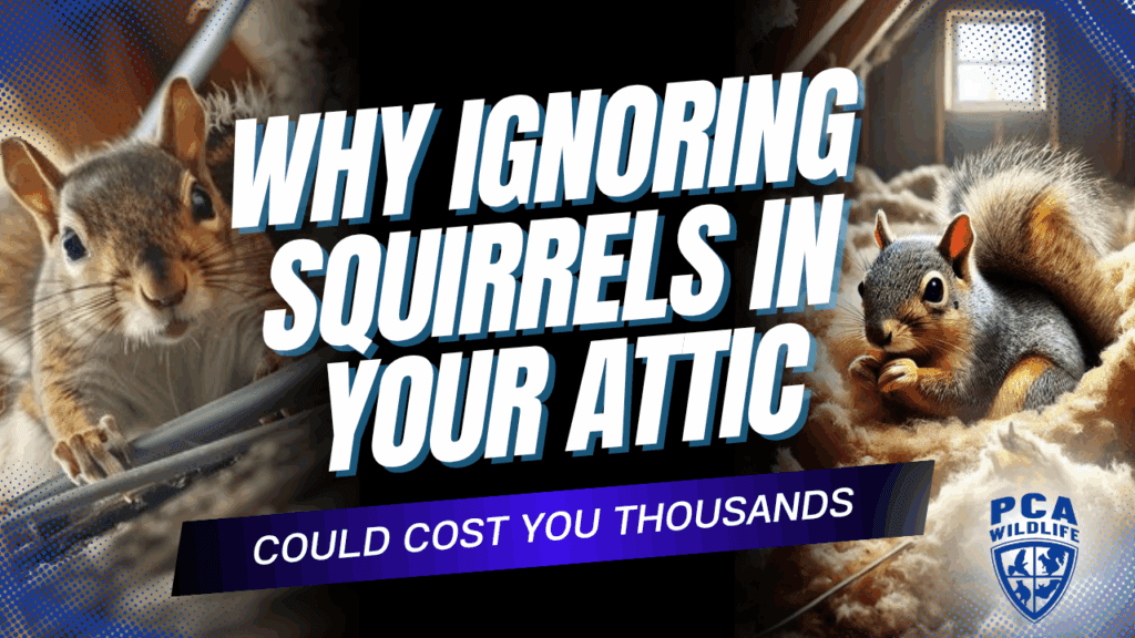 Squirrels in your attic causing costly damage – PCA Wildlife warning graphic