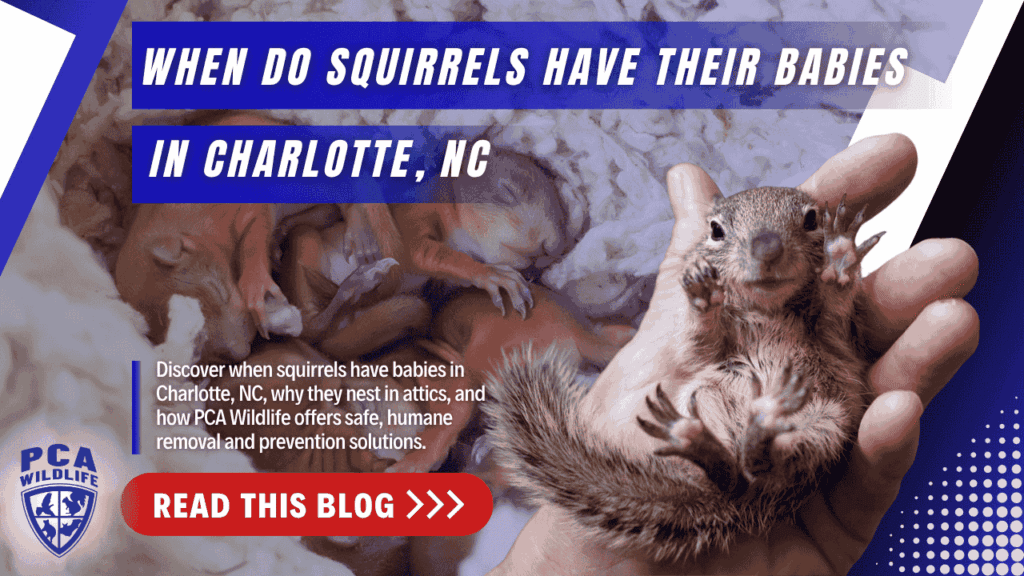Baby squirrel in hand with text “When Do Squirrels Have Their Babies in Charlotte, NC” promoting PCA Wildlife blog.