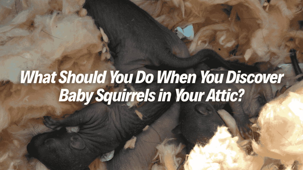 Baby squirrels nesting in attic insulation with text “What Should You Do When You Discover Baby Squirrels in Your Attic?” promoting PCA Wildlife blog.