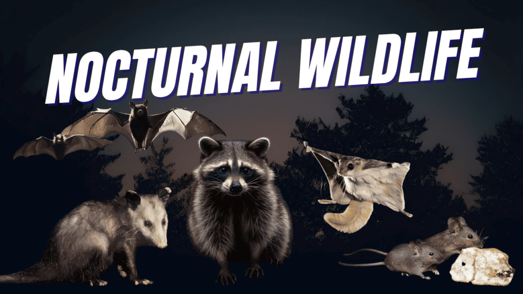 Nocturnal Wildlife image featuring raccoon, bat, opossum, flying squirrel, and mice — highlighting common nocturnal animals active at night in Charlotte homes.