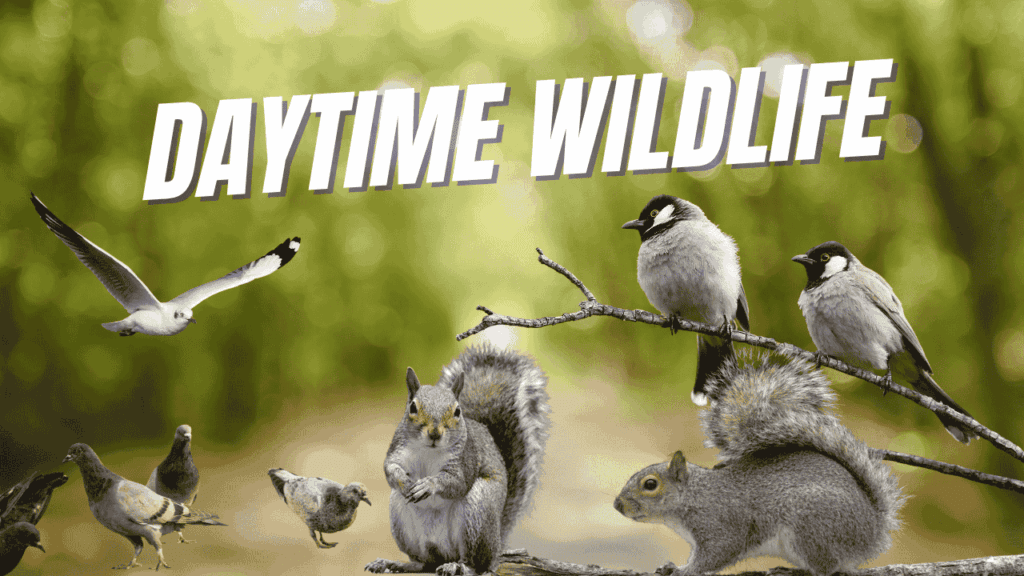 Daytime Wildlife image showing gray squirrels and various birds on branches — illustrating common diurnal animals active during the day in Charlotte homes.