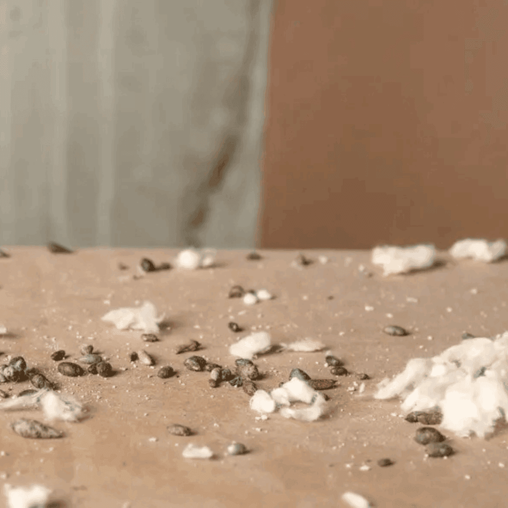 Squirrel droppings in attic.