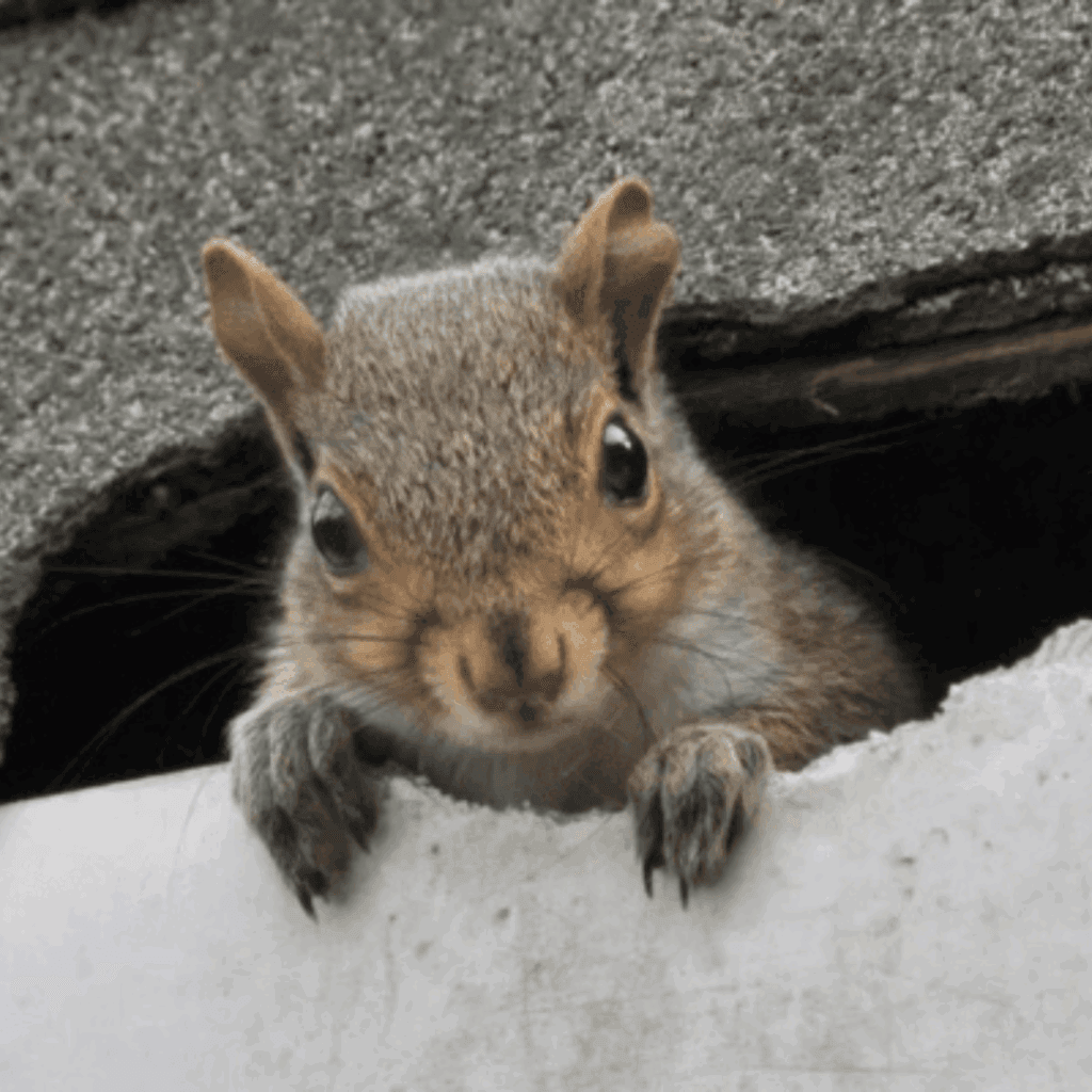 A quirrel.
