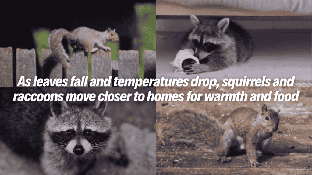Squirrels and raccoons searching for food and shelter near homes, illustrating increased wildlife after leaves fall and colder weather conditions.