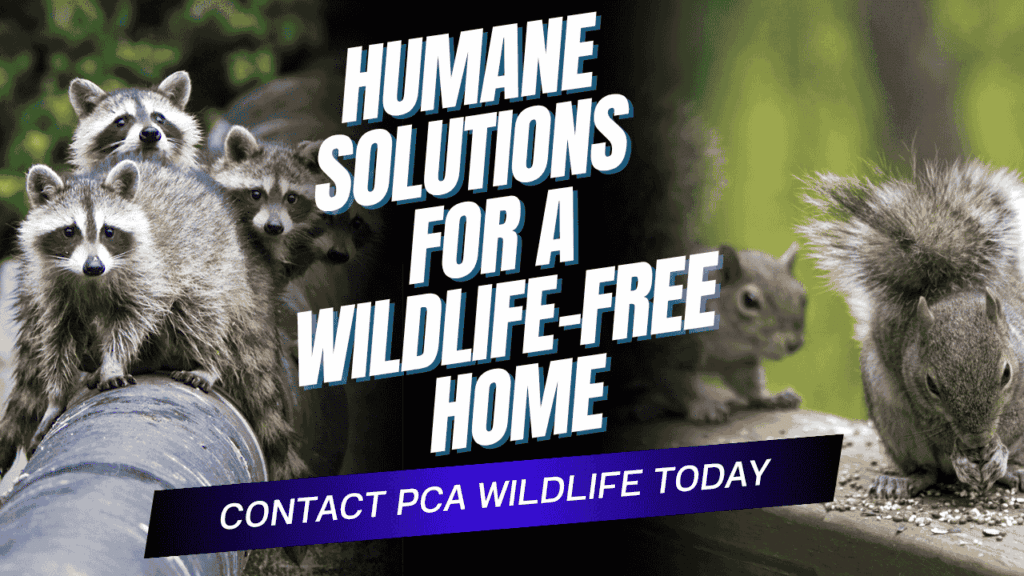 Raccoons and squirrels near homes promoting humane prevention of wildlife after leaves fall with PCA Wildlife’s safe exclusion solutions.