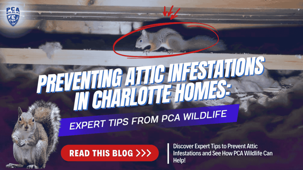 A squirrel inside an attic with insulation damage, used in a PCA Wildlife graphic about preventing attic infestations in Charlotte, featuring text promoting expert tips and a blog link.