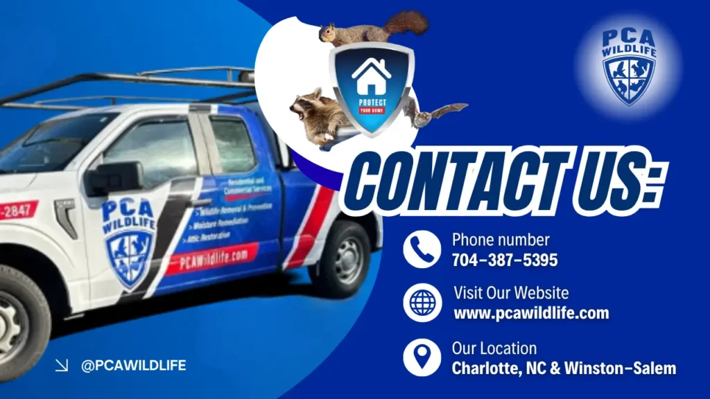 PCA Wildlife contact graphic featuring a branded service truck, company logo, squirrels, and contact information for wildlife removal services in Charlotte and Winston-Salem.